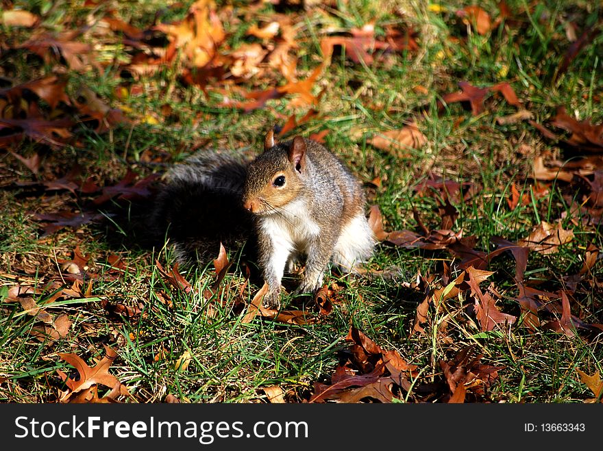 Lively squirrel in grass with brown fading leaves. Lively squirrel in grass with brown fading leaves