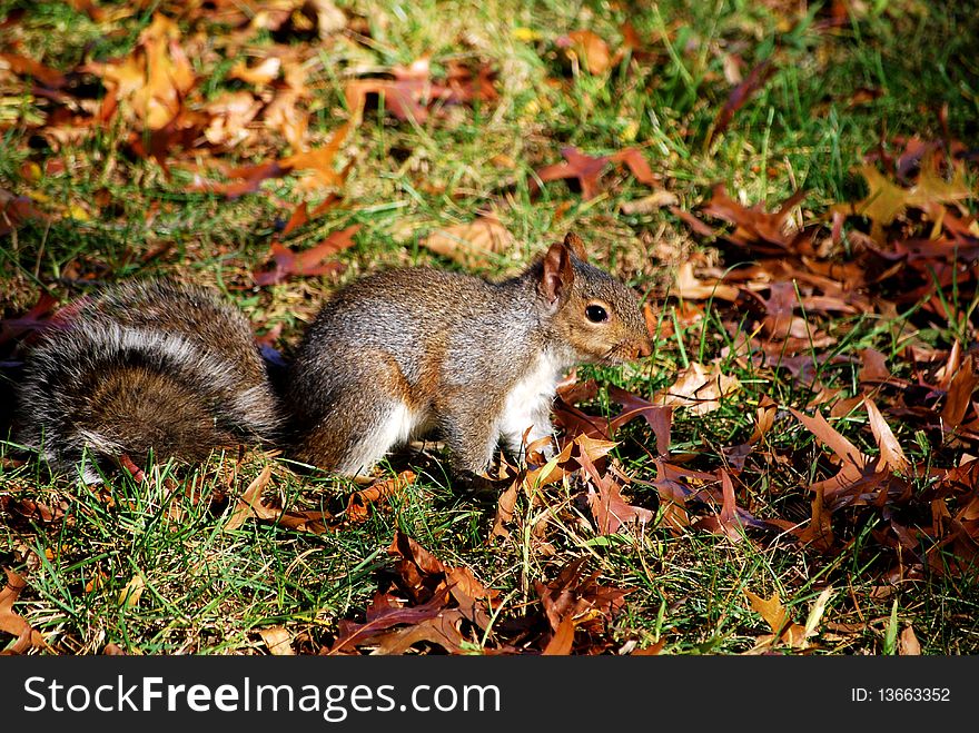 Lively squirrel in grass with brown fading leaves. Lively squirrel in grass with brown fading leaves