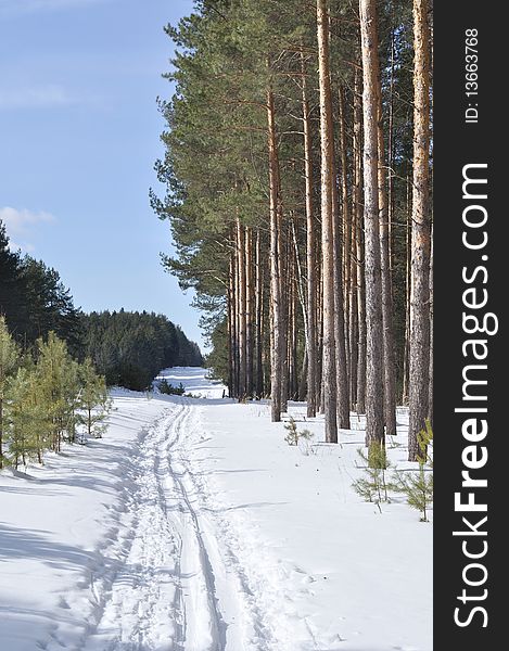 Cutting in winter coniferous forest with ski track, Russia. Cutting in winter coniferous forest with ski track, Russia