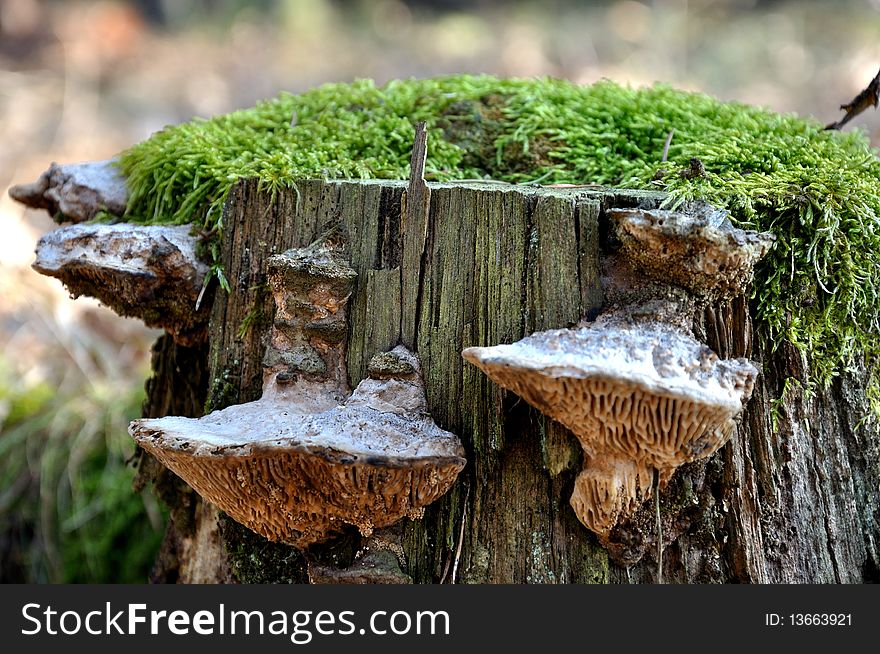 Wood mushrooms grow on a stub. Wood mushrooms grow on a stub.