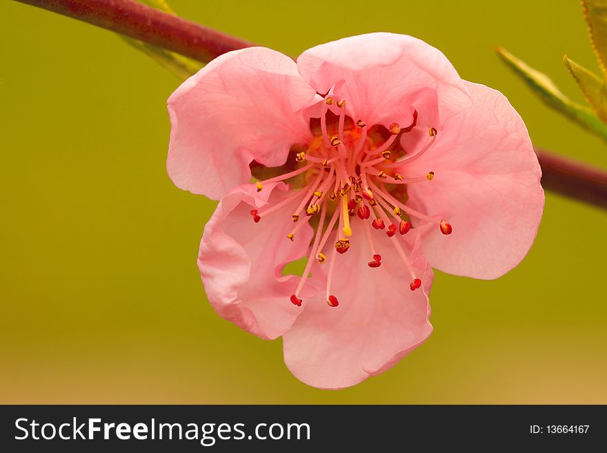 Close up of peach flowers