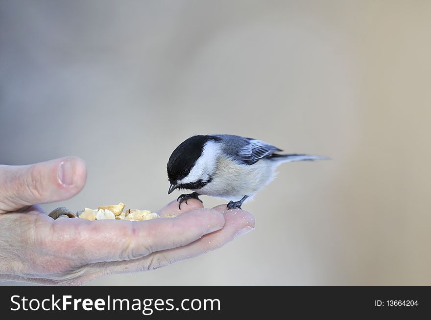 A black capped chickadee being fed by an old human hand, photographed in Central Park, Manhattan on a cold winter morning. A black capped chickadee being fed by an old human hand, photographed in Central Park, Manhattan on a cold winter morning