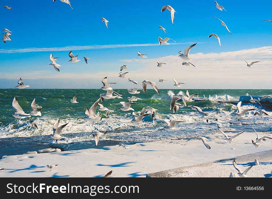 Seagulls at winter sea. Storm and low temperatures.