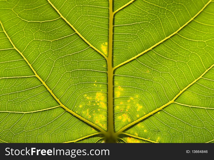 Close up of Underside of Leaf under sun light. Close up of Underside of Leaf under sun light