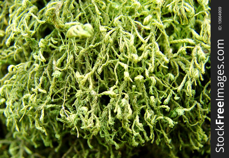 Close up of green moss on rocky wall