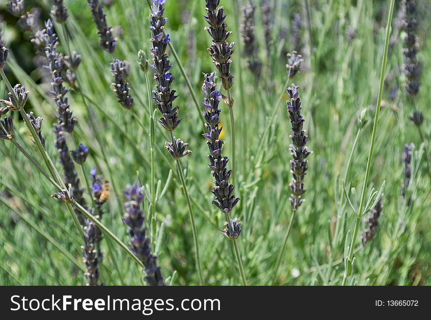 Wild Lavender Plant growing in the sun with bees all over it.
