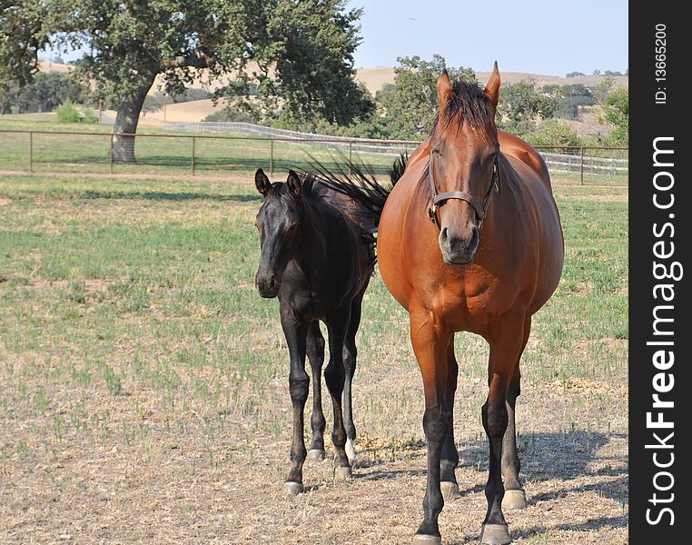 Mother and baby horse walking