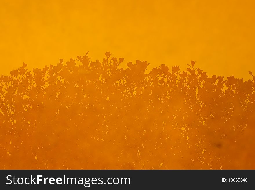 Flowers reflected in a puddle take silhouette form in this orange background option. Flowers reflected in a puddle take silhouette form in this orange background option.