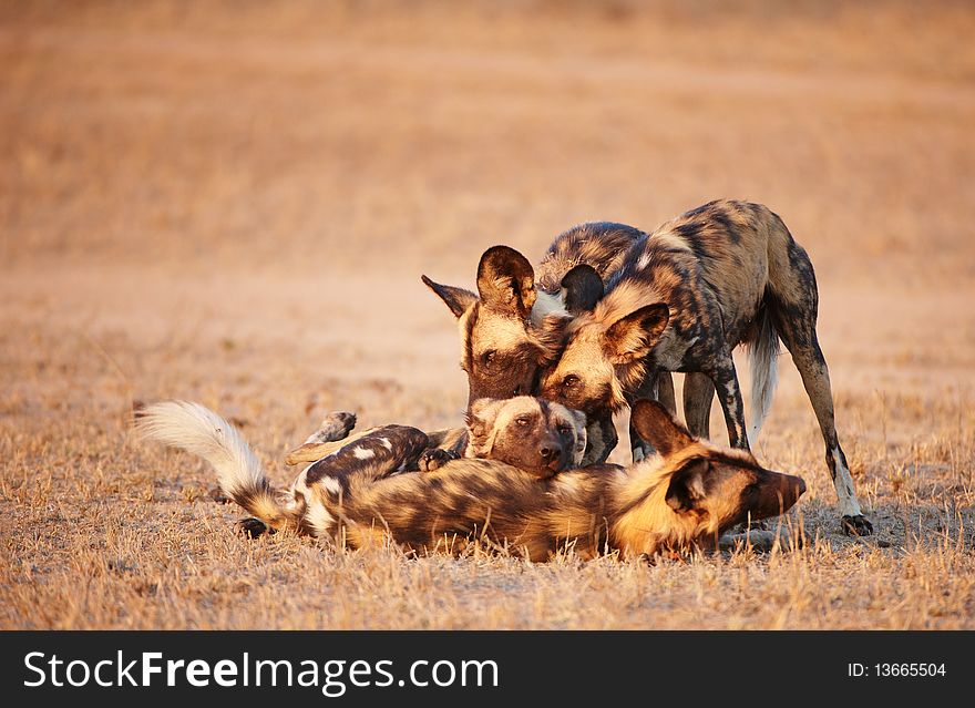 Group of African Wild Dogs (Lycaon pictus), highly endangered species of Africa, playing in savannah