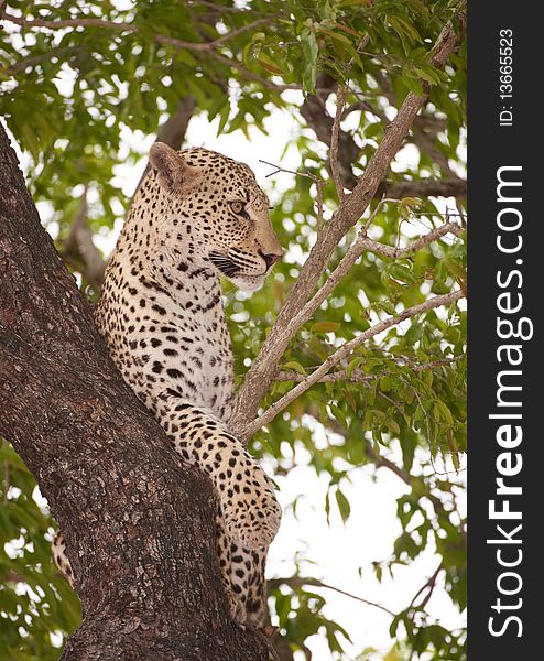 Alert Leopard (Panthera pardus) lying on the tree in nature reserve in South Africa. Alert Leopard (Panthera pardus) lying on the tree in nature reserve in South Africa