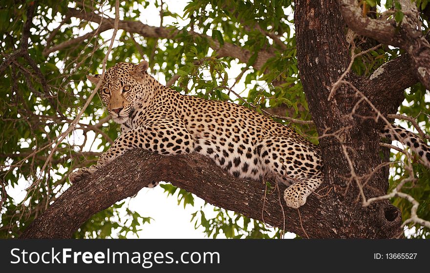 Leopard (Panthera pardus) lying on the tree in nature reserve in South Africa