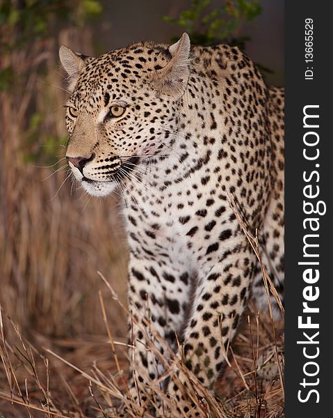 Leopard (Panthera pardus) sitting alert in savannah in nature reserve in South Africa. Night shot. Leopard (Panthera pardus) sitting alert in savannah in nature reserve in South Africa. Night shot