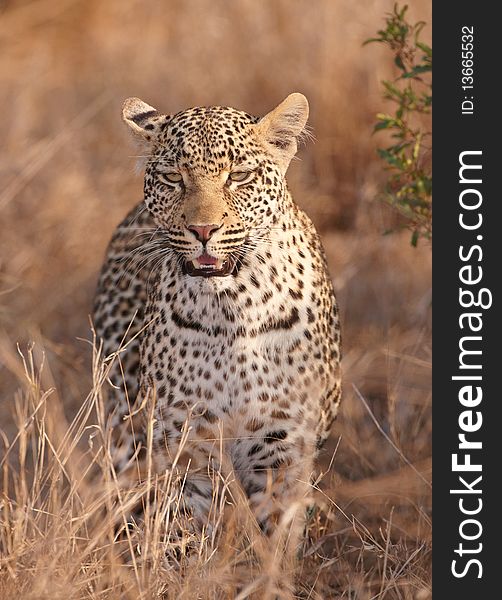 Leopard (Panthera pardus) standing in savannah in nature reserve in South Africa. Leopard (Panthera pardus) standing in savannah in nature reserve in South Africa