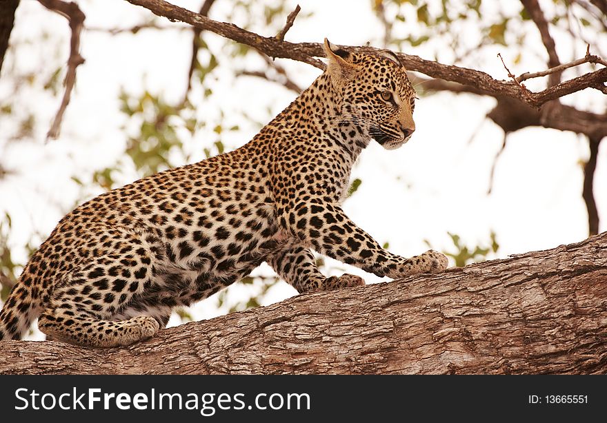 Leopard Standing On The Tree