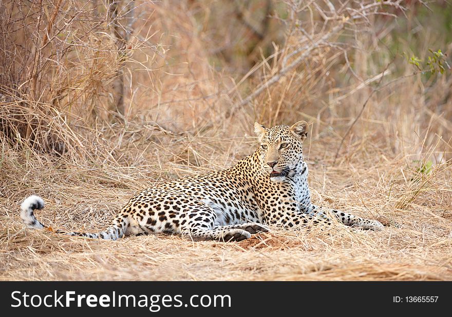 Leopard (Panthera pardus) resting in savannah in nature reserve in South Africa. Leopard (Panthera pardus) resting in savannah in nature reserve in South Africa