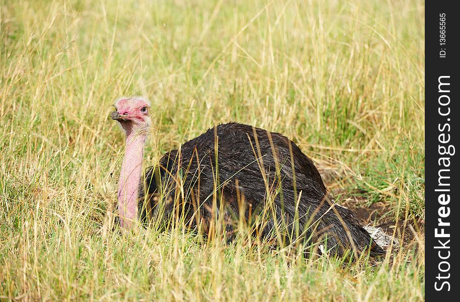 Male ostrich (Struthio camelus) lying in savannah in South Africa