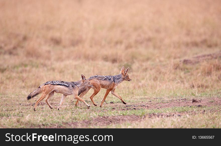 Two Black-backed Jackals (Canis mesomelas) running in savannah in South Africa