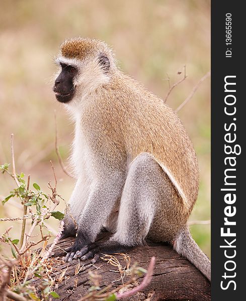 Black-faced vervet monkey (Chlorocebus pygerythrus) sitting on a tree in South Africa. Black-faced vervet monkey (Chlorocebus pygerythrus) sitting on a tree in South Africa