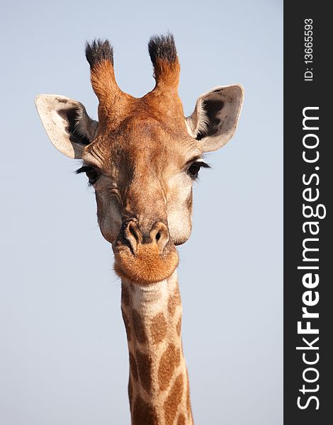 Single giraffe (Giraffa camelopardalis) in nature reserve in South Africa
