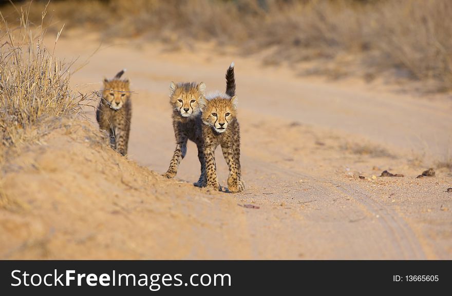 Three Cheetah (Acinonyx jubatus) cubs walking on the road in savannah in South Africa