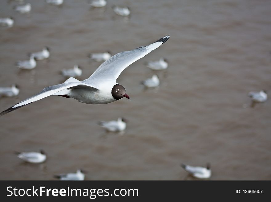 A flying seagull at Bangpoo, Thailand
