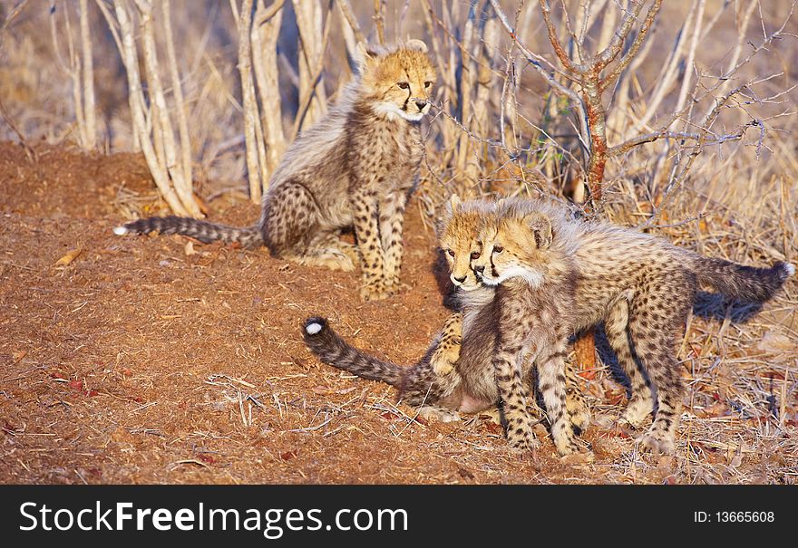 Three Cheetah (Acinonyx jubatus) cubs playing in savannah in South Africa