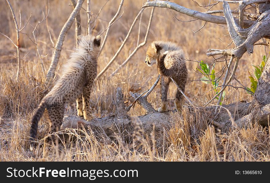 Cheetah (Acinonyx jubatus) cubs playing in savannah in South Africa