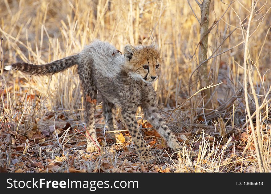 Small Cheetah (Acinonyx jubatus) cub playing in savannah in South Africa
