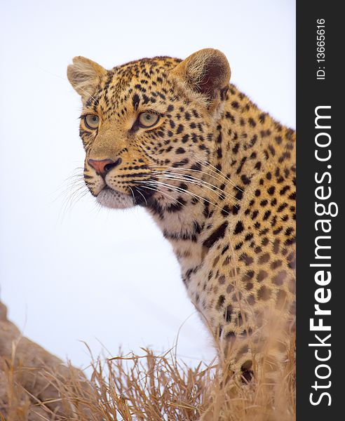 Leopard sitting in the grass