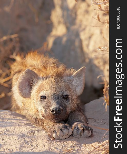 Baby Spotted hyaena (Crocuta crocuta) lying on the ground in South Africa
