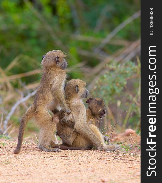 Three Chacma baboon (Papio cynocephalus) babies standing alert in South Africa. Three Chacma baboon (Papio cynocephalus) babies standing alert in South Africa