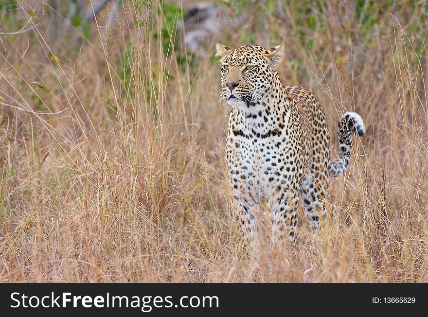 Leopard (Panthera pardus) standing alert in savannah in nature reserve in South Africa. Leopard (Panthera pardus) standing alert in savannah in nature reserve in South Africa
