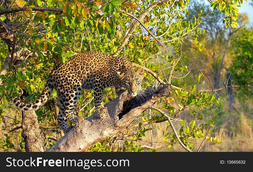 Leopard (Panthera pardus) standing alert on the tree in nature reserve in South Africa. Leopard (Panthera pardus) standing alert on the tree in nature reserve in South Africa