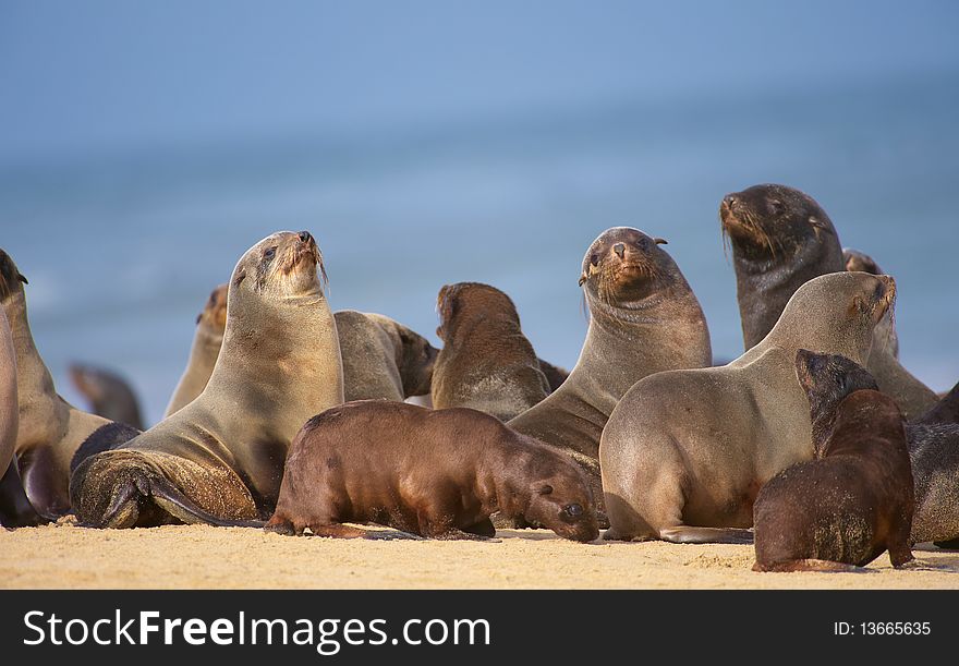 Group Of Sea Lions On The Beach