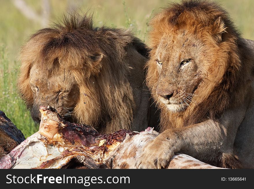 Two male lions (panthera leo) eating on giraffe carcass in savannah in South Africa. Two male lions (panthera leo) eating on giraffe carcass in savannah in South Africa