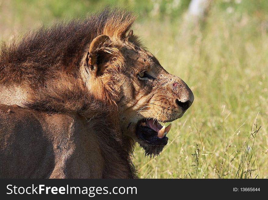 Lion (panthera Leo) In Savannah