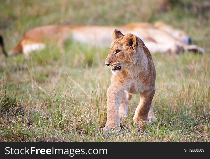 Lion (panthera leo) cub standing close to his mother in savannah in South Africa. Lion (panthera leo) cub standing close to his mother in savannah in South Africa