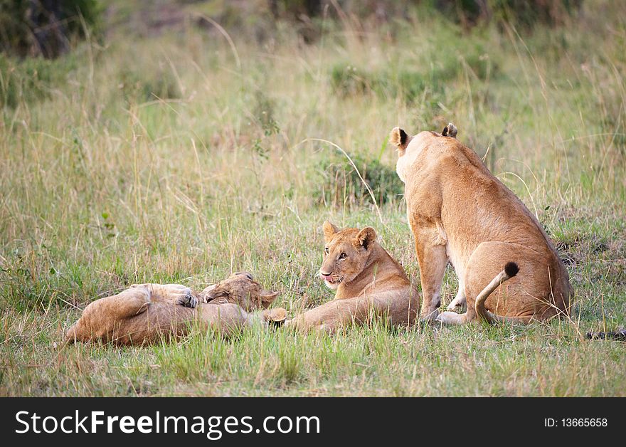 Lion (panthera leo) cubs with their mother playing in savannah in South Africa. Lion (panthera leo) cubs with their mother playing in savannah in South Africa