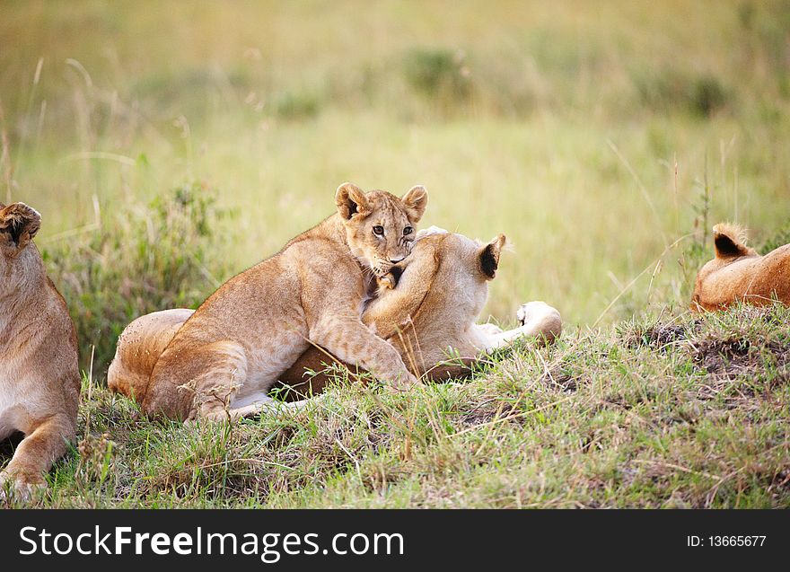 Lion cub (panthera leo) close-up