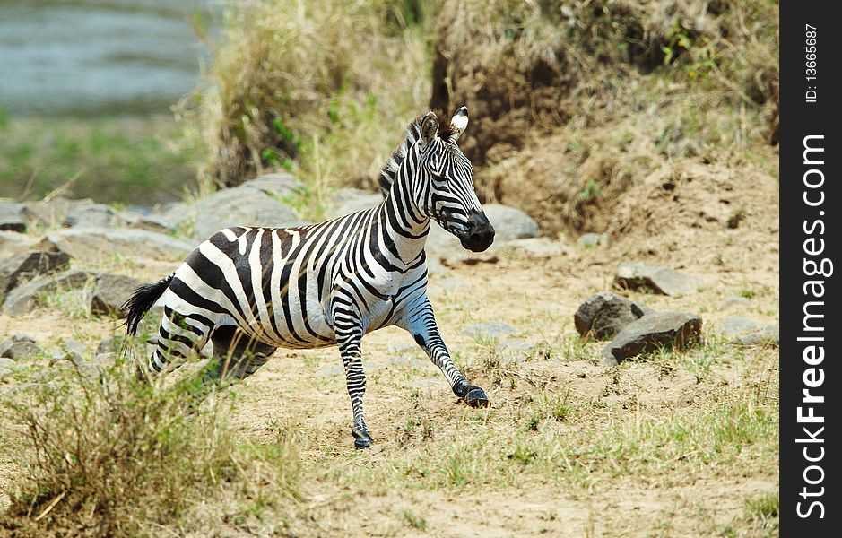 Single zebra (African Equids) running in nature reserve in South Africa