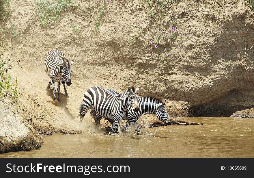 Herd of zebras (African Equids) crossing the river in nature reserve in South Africa