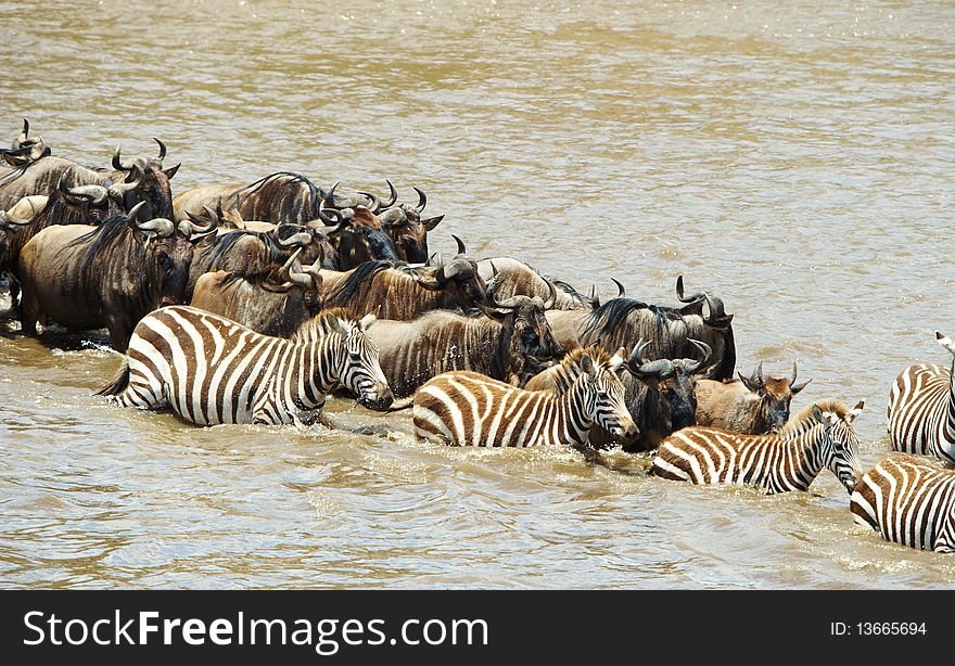 Herd of zebras (African Equids) and Blue Wildebeest (Connochaetes taurinus) crossing the river in nature reserve in South Africa