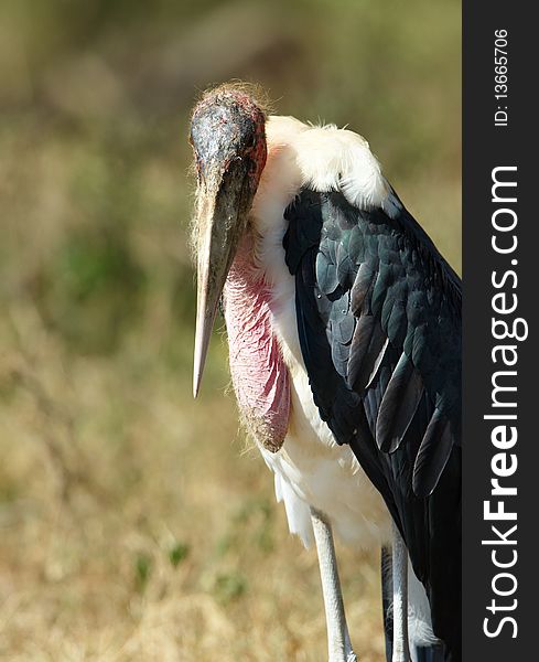 Marabou Stork (Leptoptilos crumeniferus), a large wading bird in the stork family Ciconiidae in South Africa