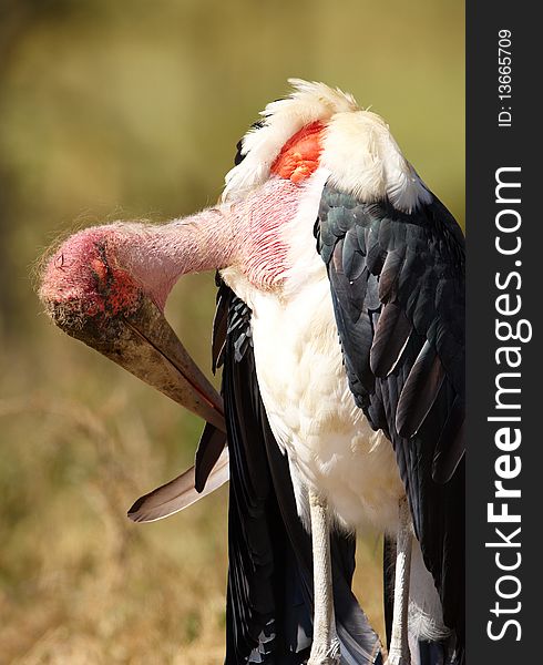 Marabou Stork (Leptoptilos crumeniferus), a large wading bird in the stork family Ciconiidae in South Africa