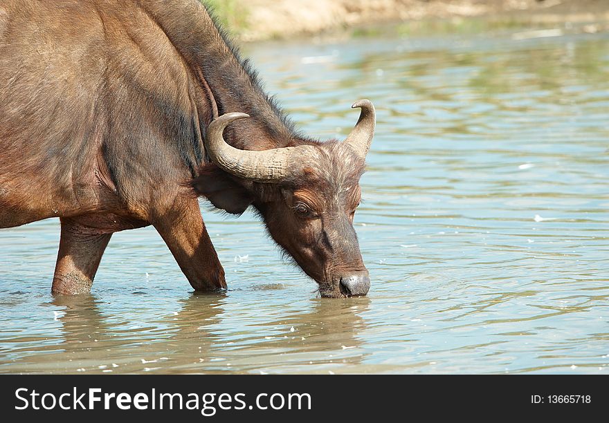 Buffalo (Syncerus caffer) drinking water in the wild in South Africa. Buffalo (Syncerus caffer) drinking water in the wild in South Africa