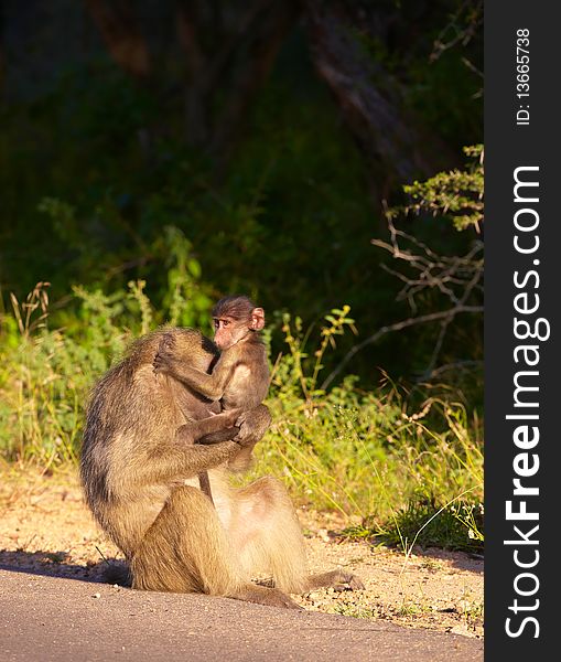 Chacma baboon (Papio cynocephalus) with her baby sitting on the road in South Africa