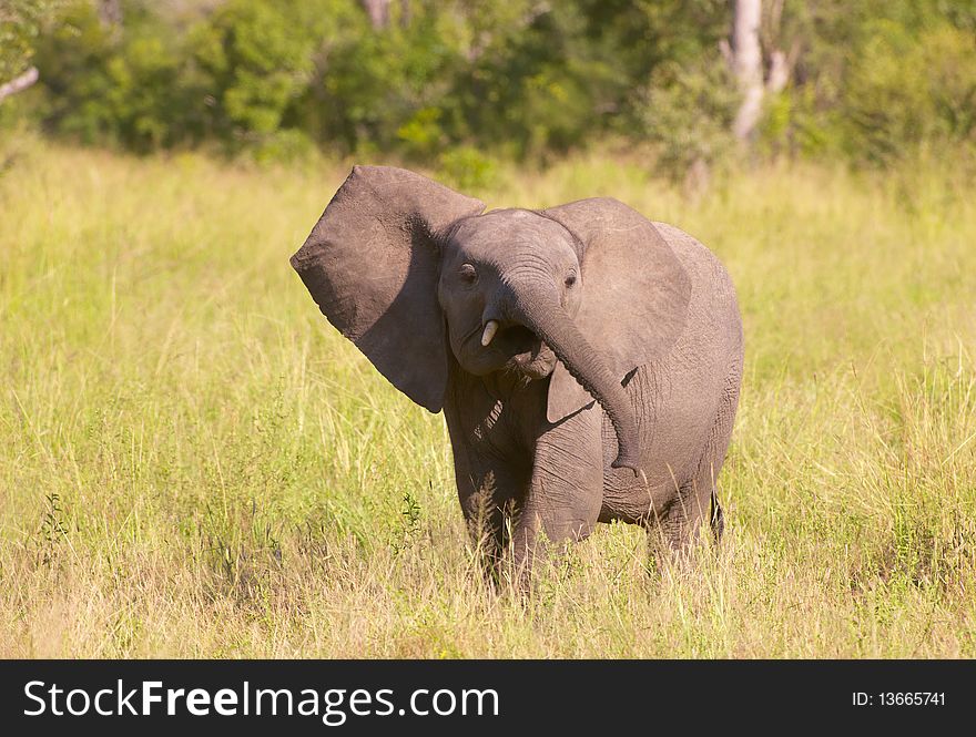 Small elephant calf in savannah