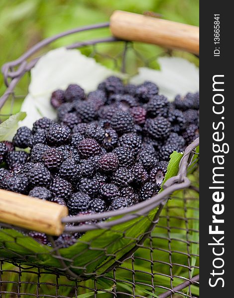 Still life of blackberries in basket