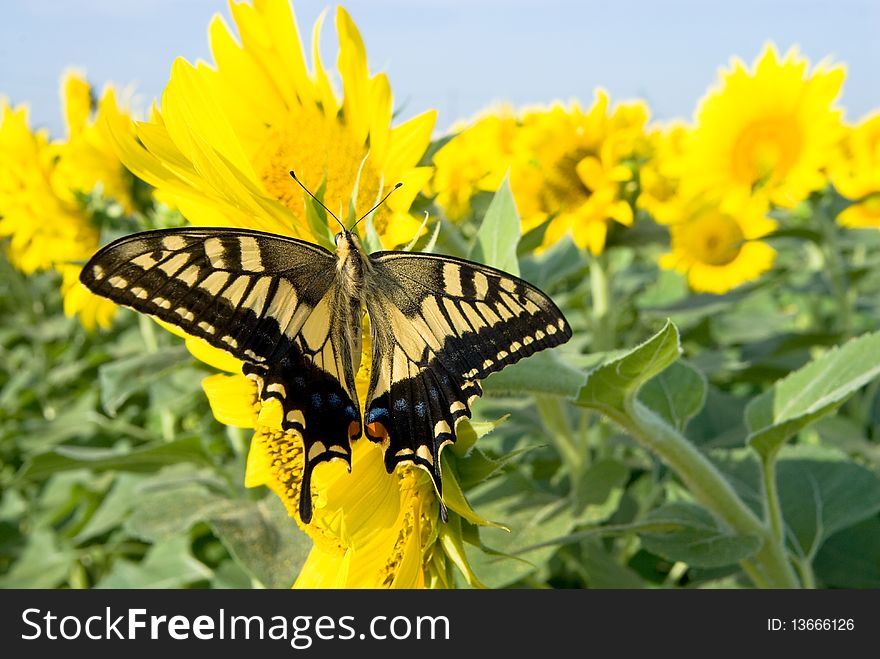 Nectar sucking of Old World Swallowtail butterfly on sunflower