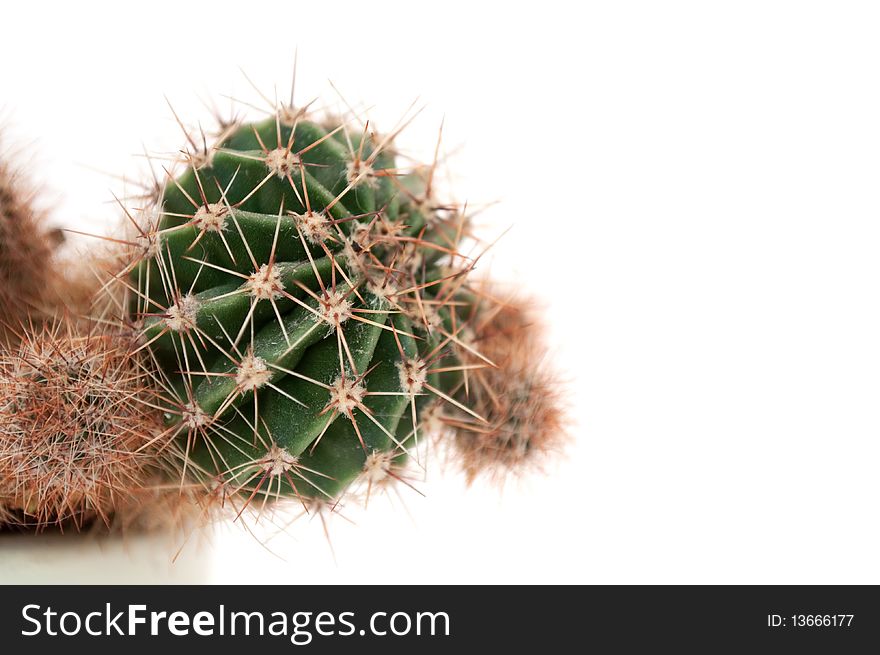 A cactus on a white background with plenty of copy space